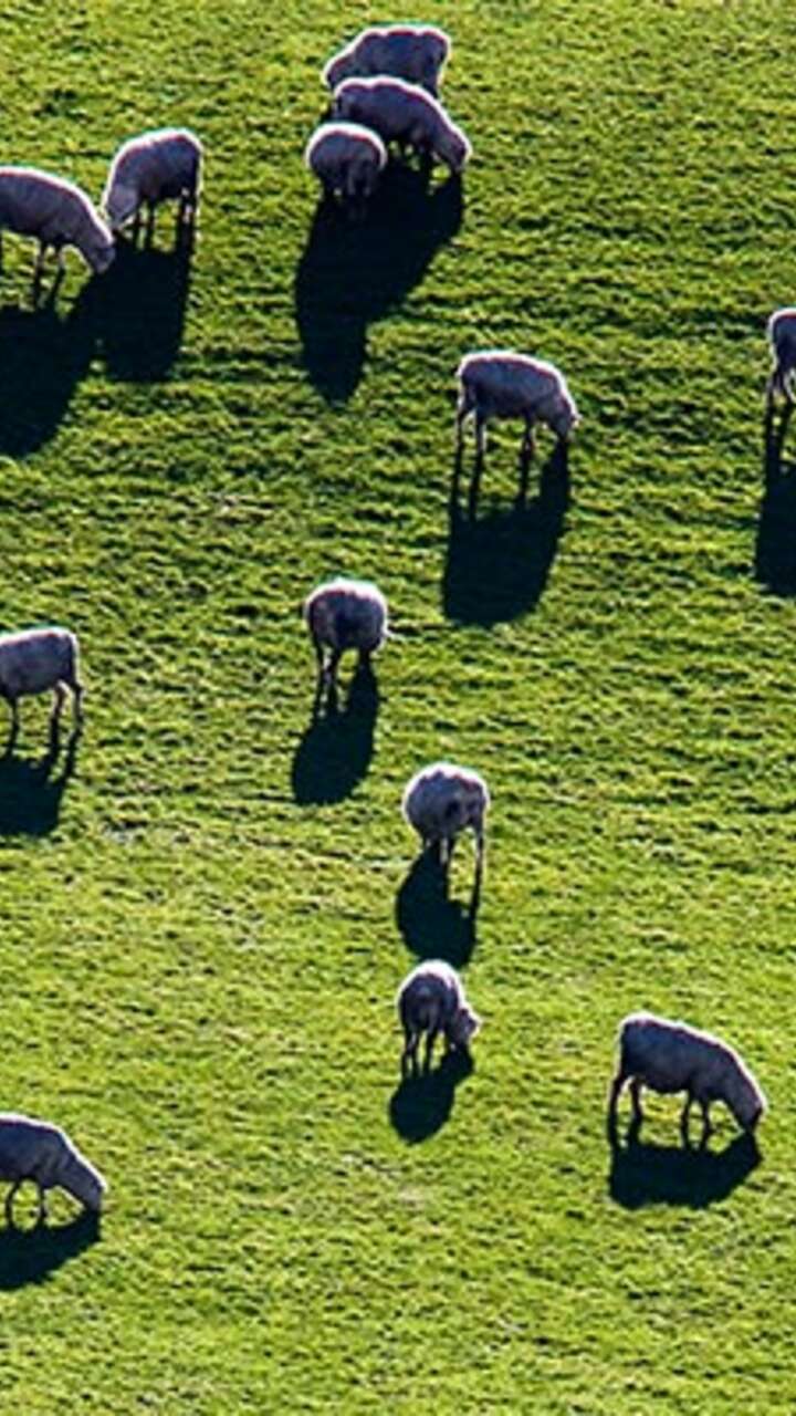 sheep grazing in paddock
