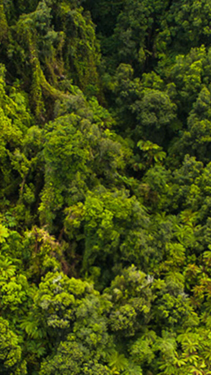 Ariel view won New Zealand bush