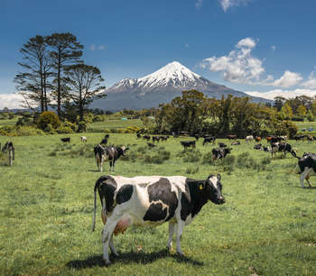 NZ dairy emissions