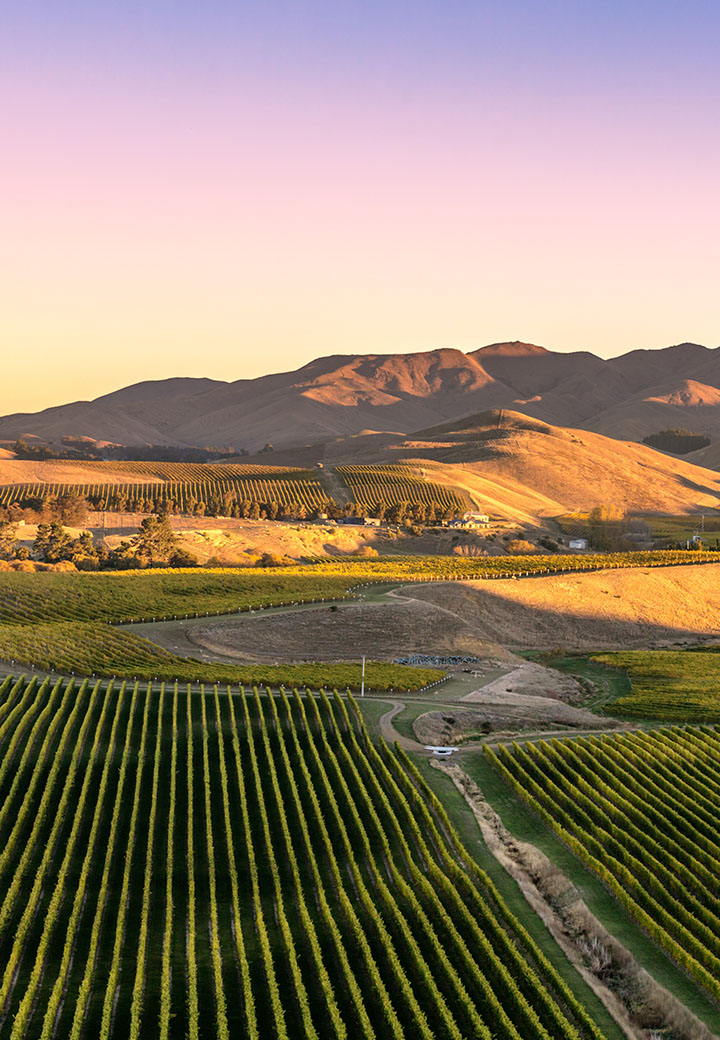 vineyard