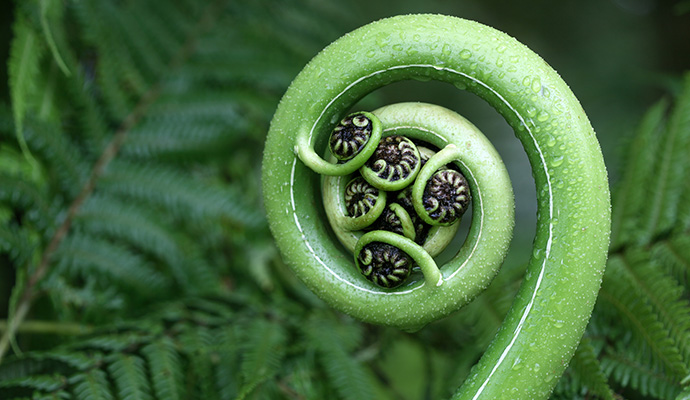 green koru fern
