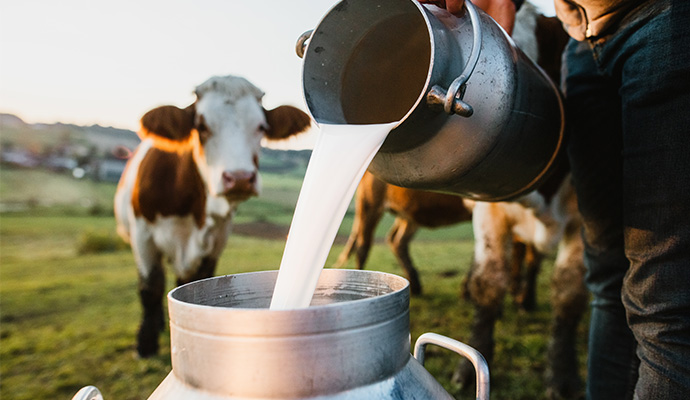 Agribusiness-milk-and-cow