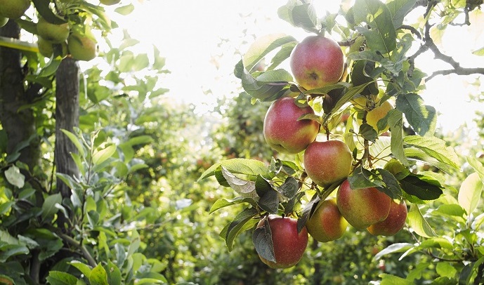 apple orchard hawkes bay