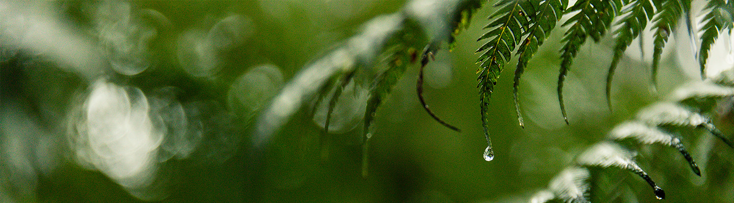 New Zealand fern close up